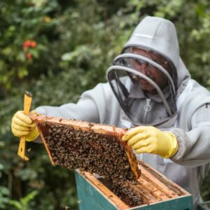 Concentrated male beekeeper in protective gloves and uniform holding honeycomb with bees while collecting honey in countryside yard
