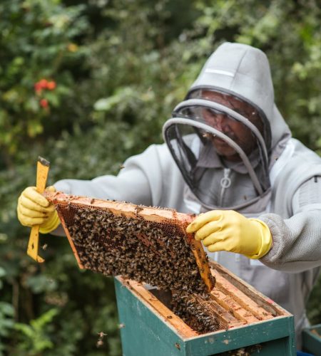 Concentrated male beekeeper in protective gloves and uniform holding honeycomb with bees while collecting honey in countryside yard